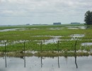 Agroindustria puso a disposición teléfonos para los productores afectados por inclemencias climáticas