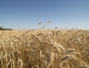 Las exportaciones de trigo pan aumentarán un 15 por ciento en la campaña actual