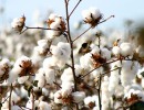 Agroindustria desarrolla un protocolo para favorecer la producción de algodón