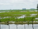 Declaran emergencia agropecuaria en zonas afectadas por incendios e inundaciones