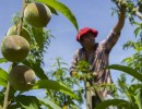 Agroindustria cuenta con un nuevo fondo para mejorar producciones
