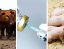 El Conicet da soluciones a productores sobre salud, producción y calidad animal