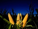 Las ventas de maíz al sector exportador aumentaron 12,4 por ciento