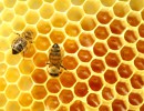 Las exportaciones de miel crecieron 36% en enero
