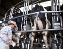 Se presentó programa para mejorar la competitividad de la cadena láctea