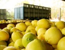 Estados Unidos anunció la apertura del mercado para los limones del NOA