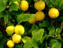 Estados Unidos anunció la apertura del mercado para los limones del NOA