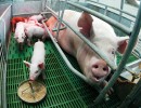 Más de 300 productores porcinos se capacitaron en Córdoba