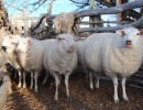 Agroindustria impulsa proyectos productivos para los sectores ovino y caprino en Entre Ríos