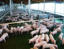 Nuevo proyecto en Córdoba para aumentar producción porcina