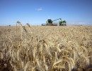 Las ventas de trigo al sector exportador aumentaron un 281 por ciento