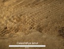 Investigadores del Conicet hallaron fósiles de un pez de más de 240 millones de años