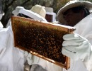 Productores argentinos de miel participan de evento internacional en Turquía