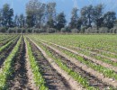 Licitan obras para el riego de 7500 hectáreas productivas en Jujuy