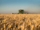 Por primera vez la Argentina exportará trigo pan a México