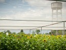 Científicos argentinos confirman capacidad del girasol por su resistencia a sequías