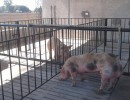 Agroindustria financió laboratorios de inseminación porcina en tres provincias del norte