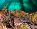 El Ministerio de Ambiente y la National Geographic registran la biodiversidad oceánica en la Patagonia