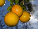 Agroindustria realizóm una misión comercial al sudeste asiático