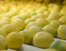 La Argentina podrá exportar naranjas, limones y ajos a Colombia