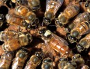 Empresas apícolas argentinas exportarán abejas reinas al Uruguay