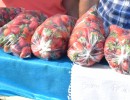 Técnicos de Agroindustria colaboran con productores de frutillas en Misiones