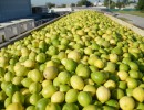 La Argentina vuelve a exportar limones a Japón