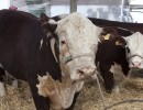 Chile importará genética bovina de la Patagonia argentina 