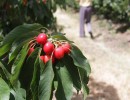 Por primera vez, la Argentina exportará cerezas a China