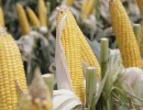 Agroindustria busca desarrollar maíz de alta productividad en Misiones y Corrientes