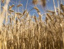 Nueva cosecha récord de trigo en la campaña 2018/19
