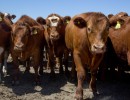 La Argentina exportará por primera vez bovinos en pie a Kazajistán