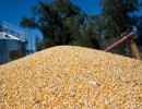 Argentina boasts record corn exports