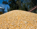 Nuevo récord de exportación de maíz