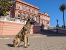 Día Nacional del Perro