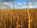Las exportaciones de trigo crecieron un 23 por ciento