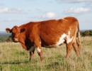 Científicos de la Facultad de Agronomía de la UBA lograron eliminar el gen de la vaca loca