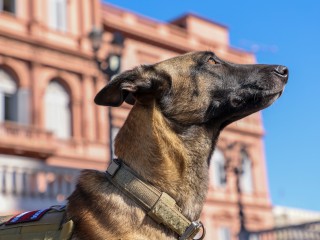 April 29th: Animal Day