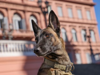 April 29th: Animal Day