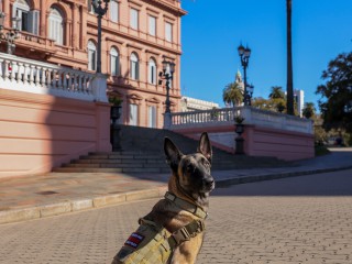 April 29th: Animal Day