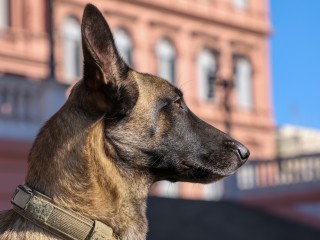 April 29th: Animal Day